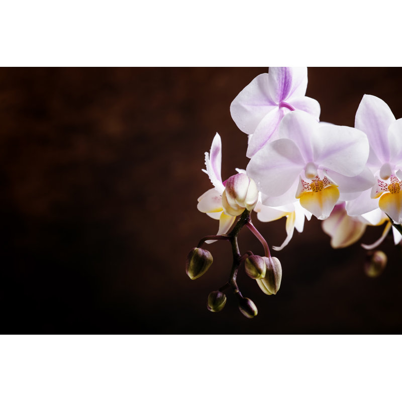 Orchids Flower by 5PH - Wrapped Canvas Print, 51cm H x 76cm W