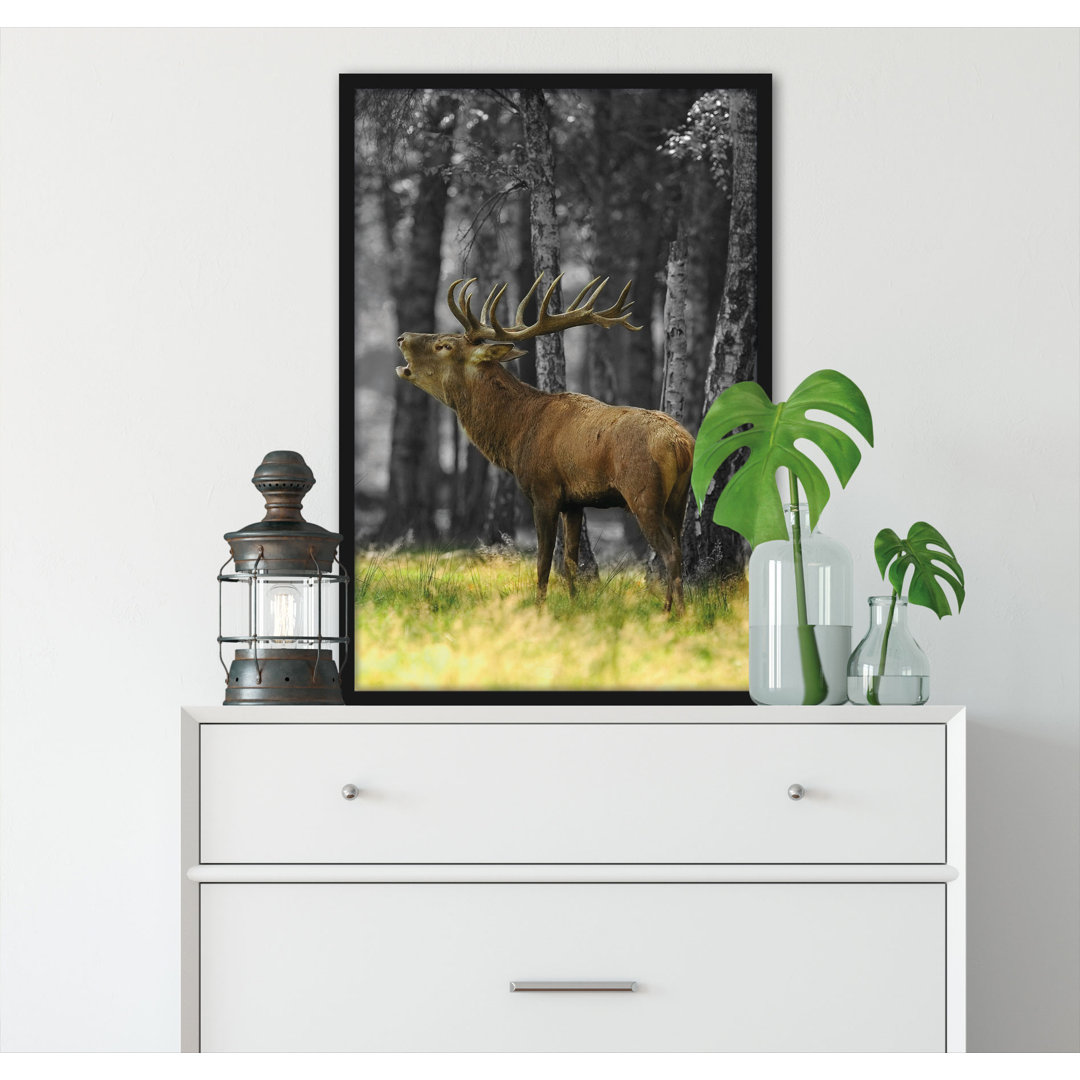 Gerahmtes Foto "Roaring Deer in the Forest", in Schwarzweiß