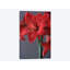 Amaryllis rouge, impression sur toile-32497853-72146115-72146117