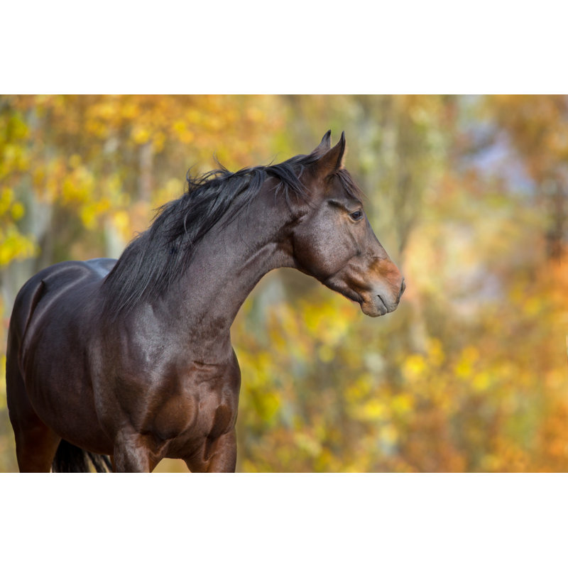 Bay Horse by Callipso - Wrapped Canvas Print, 81cm H x 122cm W