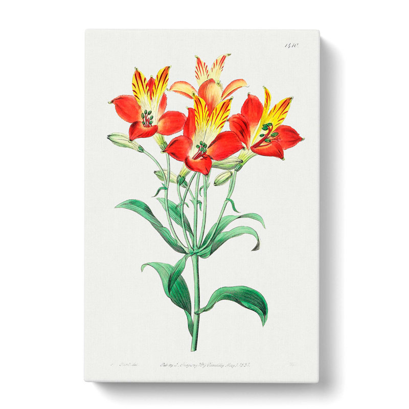 Peruvian Lily Flowers - Wrapped Canvas, 50cm H x 35cm W x 3cm D