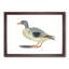 Duck by Johan Teyler - Framed Print-55620990-55620991