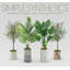 68 plantes-95099219-138916969