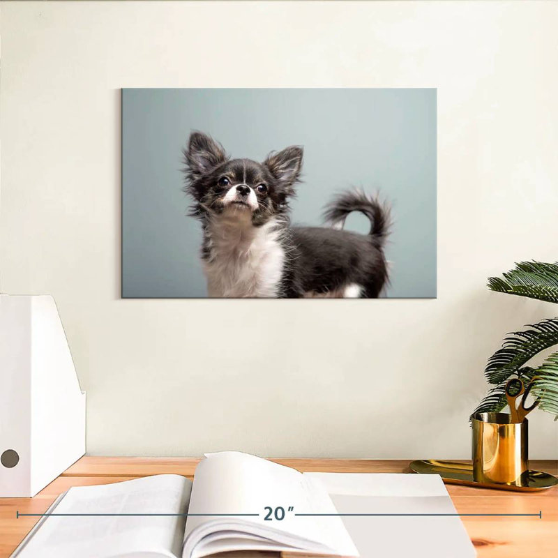 Brampt Long Haired Chihuahua