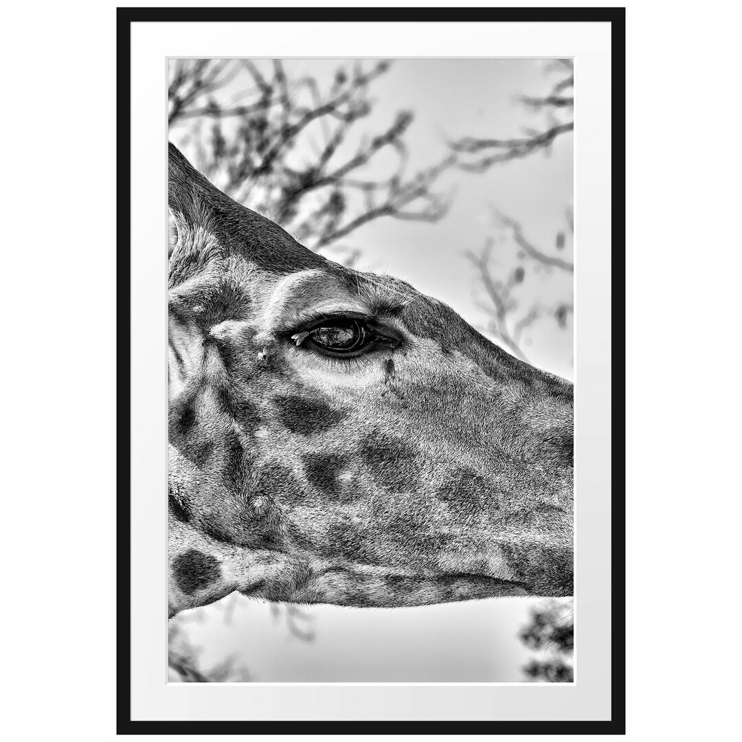 Gerahmter Fotodruck Graceful Giraffe Eating