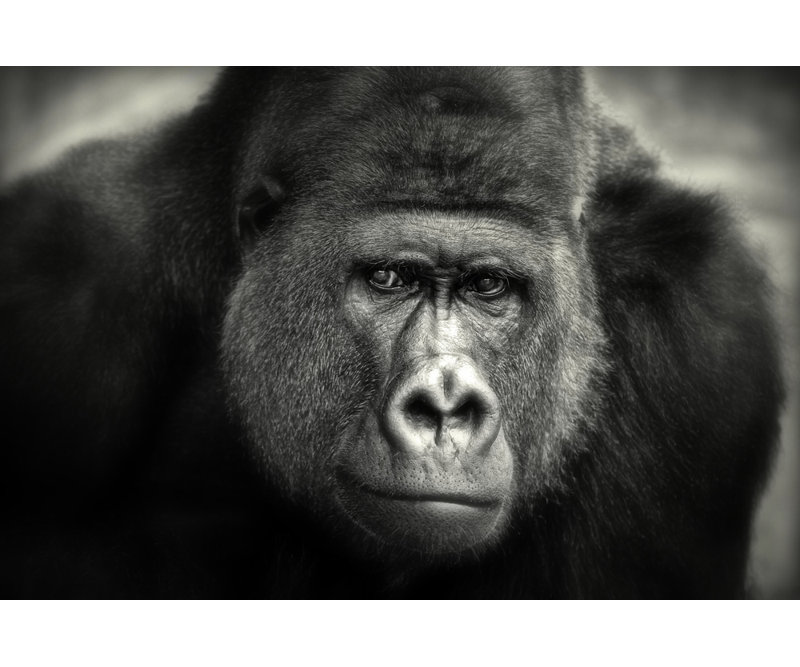 Wrapped Canvas Print, 81.28 cm H x 121.92 cm W