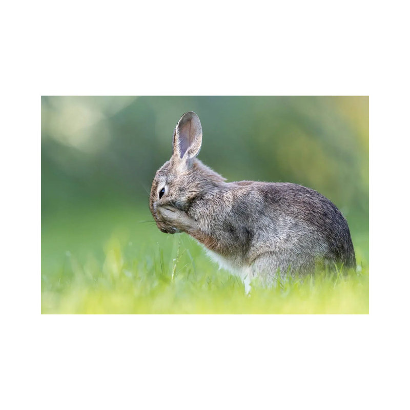 Little Hare by Paolo Bolla - Wrapped Canvas Print, 66.04 cm H x 45.72 cm W x 1.91 cm D