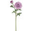 Ranunculus Clooney 19 po Just Cut -1336727398