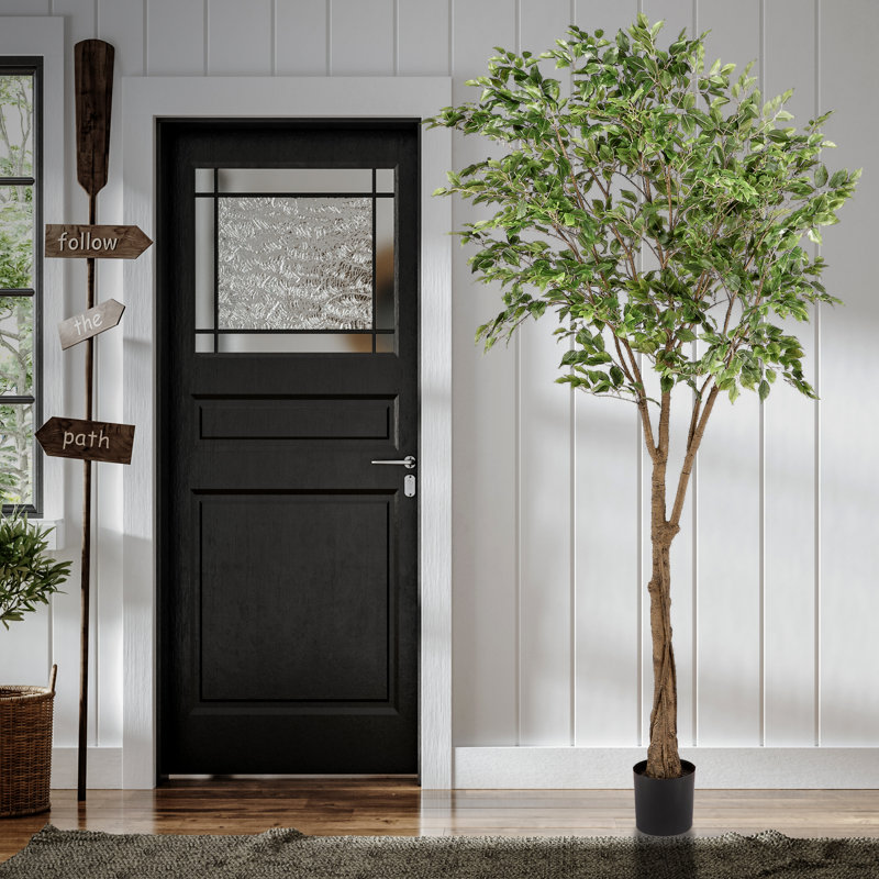 Ficus 96 po en pot