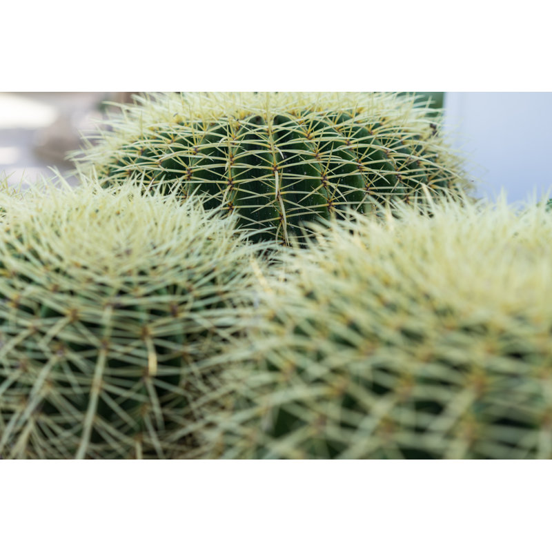 Close Up Of Succulent by DESIGNOSAURUS - Wrapped Canvas Print, 30cm H x 46cm W