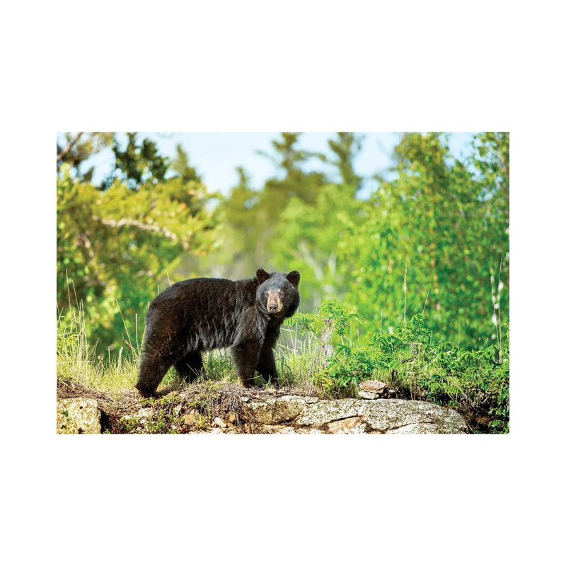 Un ours noir sur le rocher, H 18 po x l 26 po x P 1,5 po
