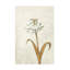 «Wimmering Summer II Ivory» par James Wiens-1095525351