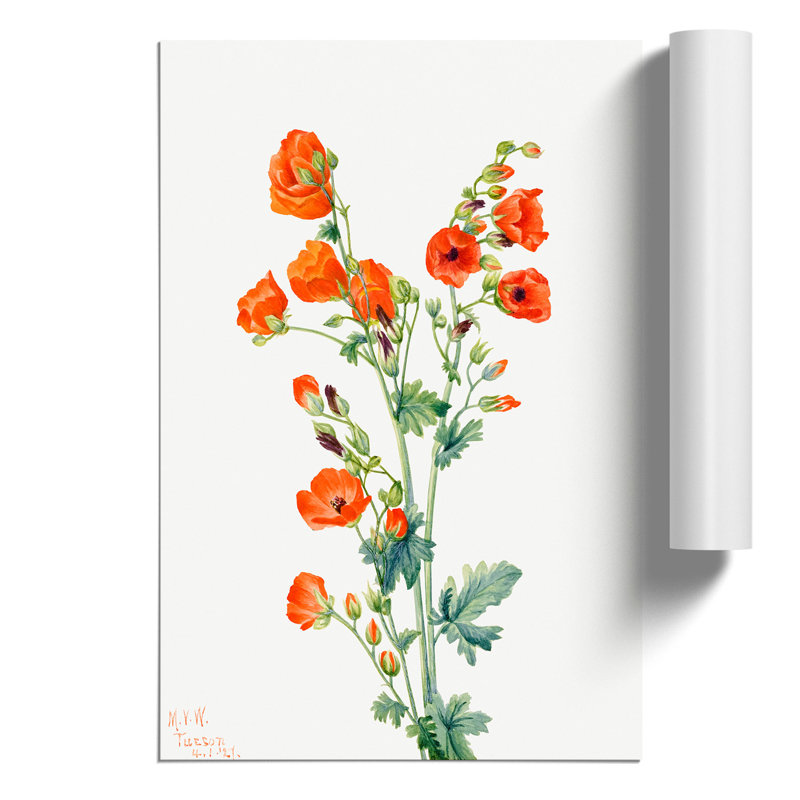 Scarlet Globe Mallow by Mary Vaux Walcott - Frameless Print, 30cm H x 21cm W x 0.1cm D