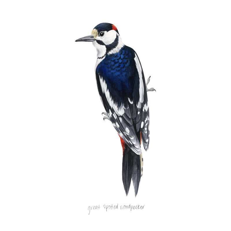 Watercolour Woodpecker II - Painting, 91 cm H x 61 cm W, Black Floater Framed