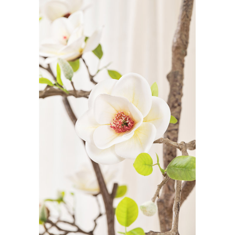 Magnolia Flowering Tree (white)