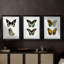Papillons bleus antiques I - reproduction encadrée sur mesure de qualité supérieure mate - 3 pièces-701876152-701876155