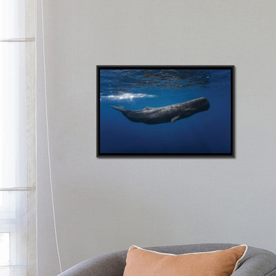 " Sperm Whale " by Barathieu Gabriel