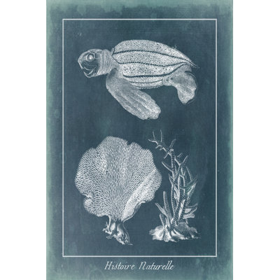 Étude de tortues de mer azur II