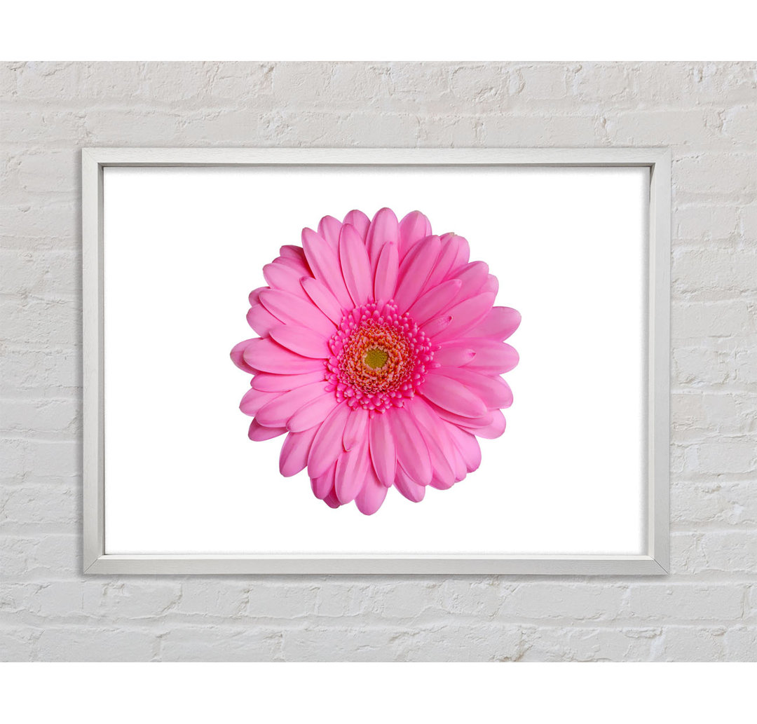 Babyrosa Gerbera-Blütenblätter - Einzelner Bilderrahmen Kunstdrucke auf Leinwand