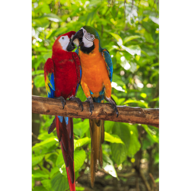 Pair Of Macaws - Wrapped Canvas Print, 122cm H x 81cm W x 3.8cm D