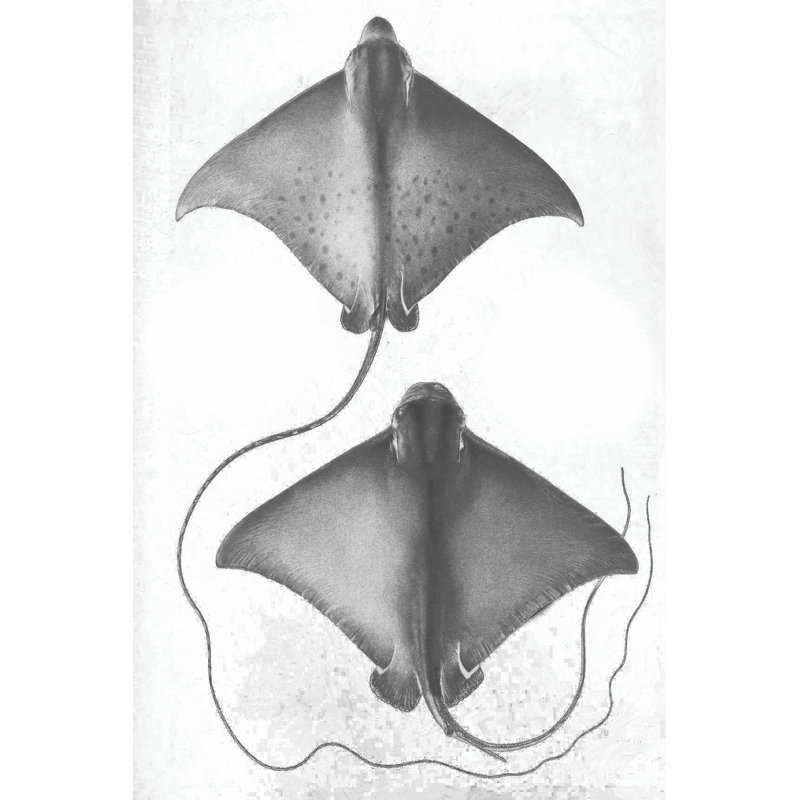 Scale Stingrays I by Studio W - Wrapped Canvas Print, 46cm H x 30cm W 