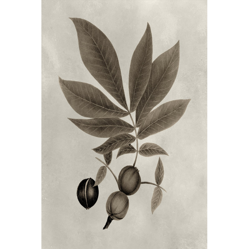 Arbor Specimen VI by Vision Studio - Wrapped Canvas Print, 46cm H x 30cm W
