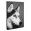 Husky Dog in Abstract - Wrapped Canvas-55313065