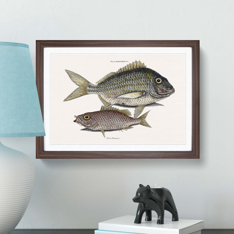 Pork Fish and Schoolmaster Fish by Mark Catesby - Picture Frame Painting Print, 48cm H x 65cm W x 2cm D, Walnut Framed
