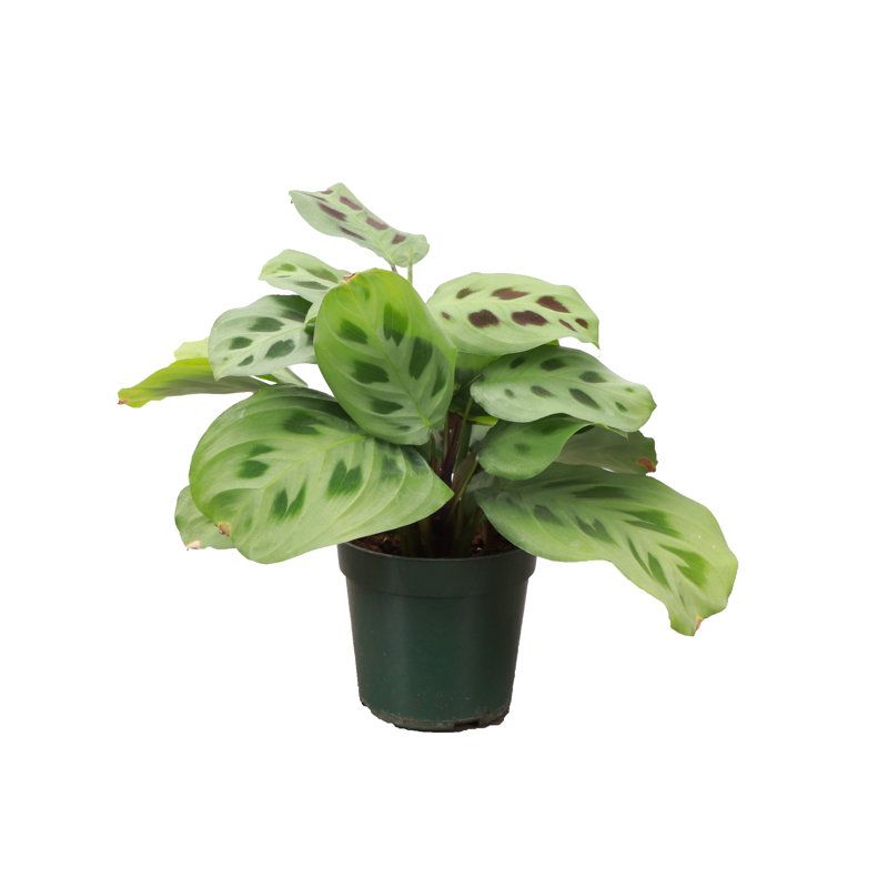 Live Green Prayer Plant