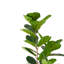 Axel 59 " H Faux Tree Iron