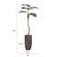 73,25 po plante