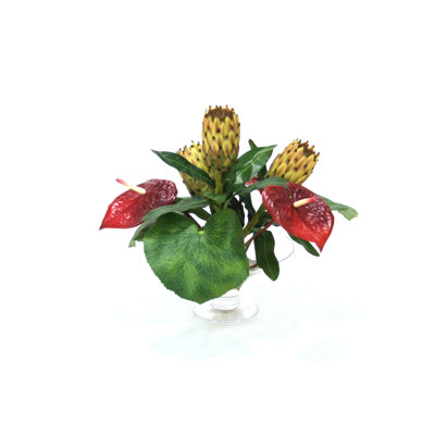 Highgate anthuriums, protease, feuilles en verre