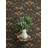 Mystic Moth Black Forest Magic Wallpaper-1092029756