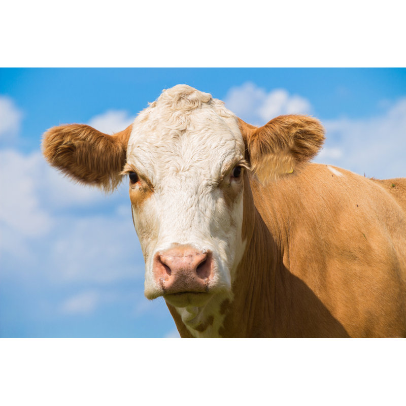 Cow Face Portrait Of A Brown Cow On The Pasture With Blue Sky In Summer by Bestgreenscreen - Wrapped Canvas Print