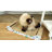 Engvall Scratching Post-466409782