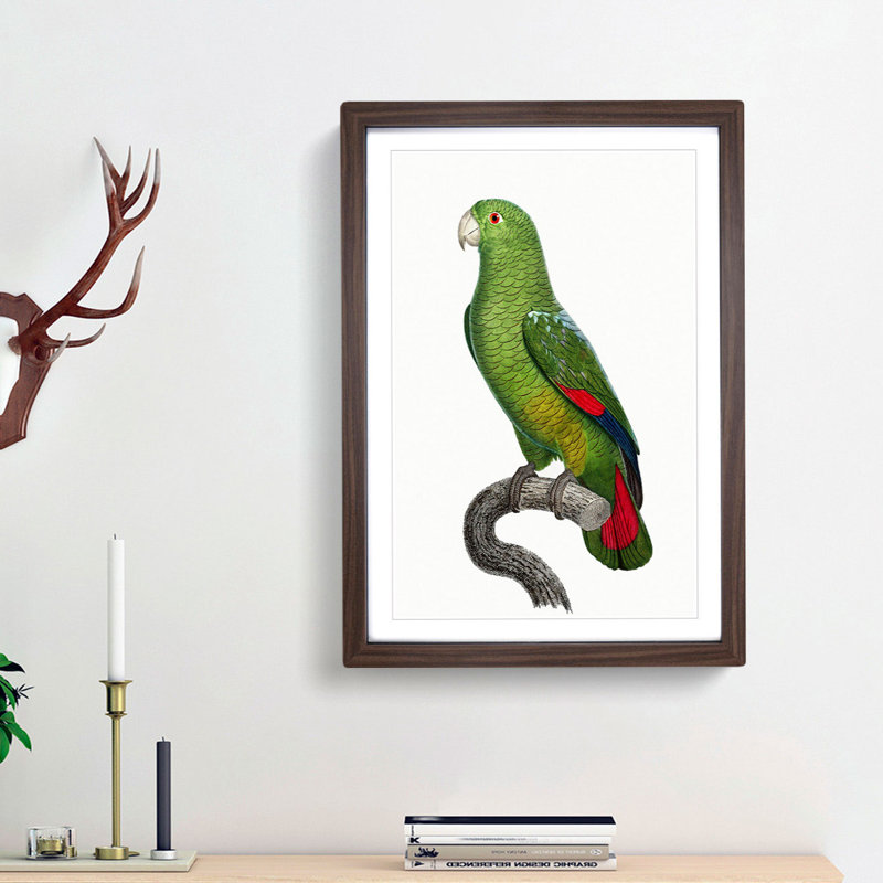 Black-Billed Amazon Parrot by F. Levaillant - Picture Frame Art Print, Walnut Framed, 48cm H x 36cm W x 2cm D