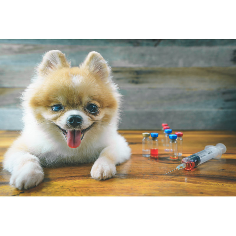 Pomeranian Dog Sitting by Sommart - Wrapped Canvas Print, 30cm H x 46cm W