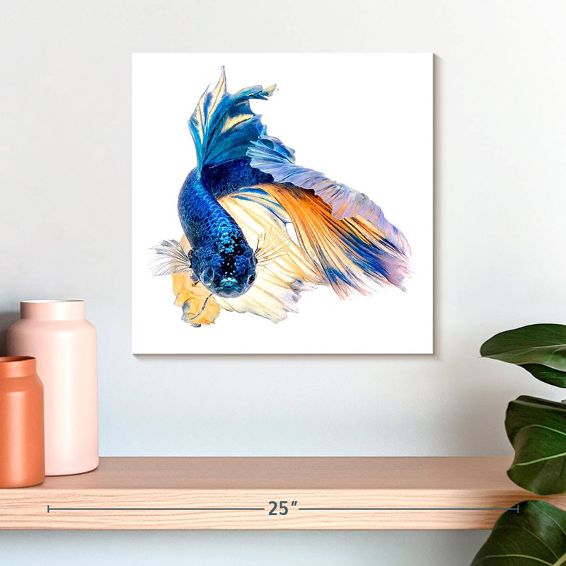 Crowle Halfmoon Betta, H 16 po x l 16 po