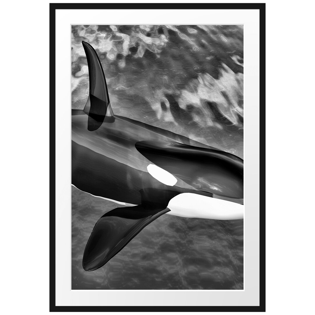 Gerahmtes Poster Orca im blauen Meer