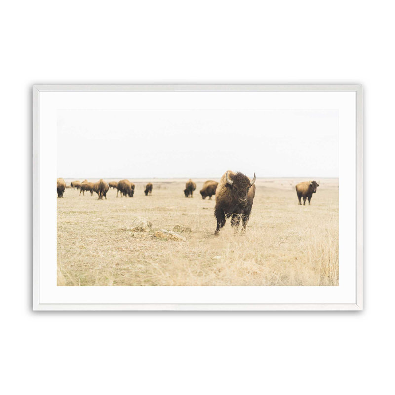 Motif de plaines sauvages, Cadre opaque blanc, H 13 po x l 17 po x P 1,25 po
