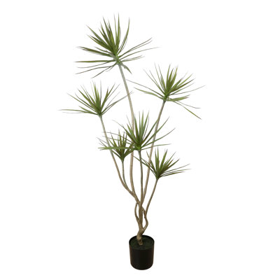 Dracaena Drop-in Plant