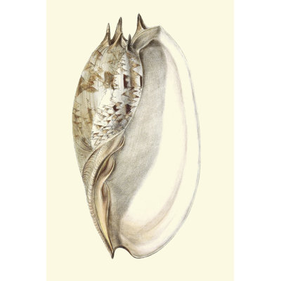 Splendid Shells IV by Vision Studio - Wrapped Canvas Art Prints