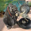 Statue de jardin warthog mauvaises intentions Giant