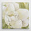 Magnolia Dolce - imprimé-25250675-40496901