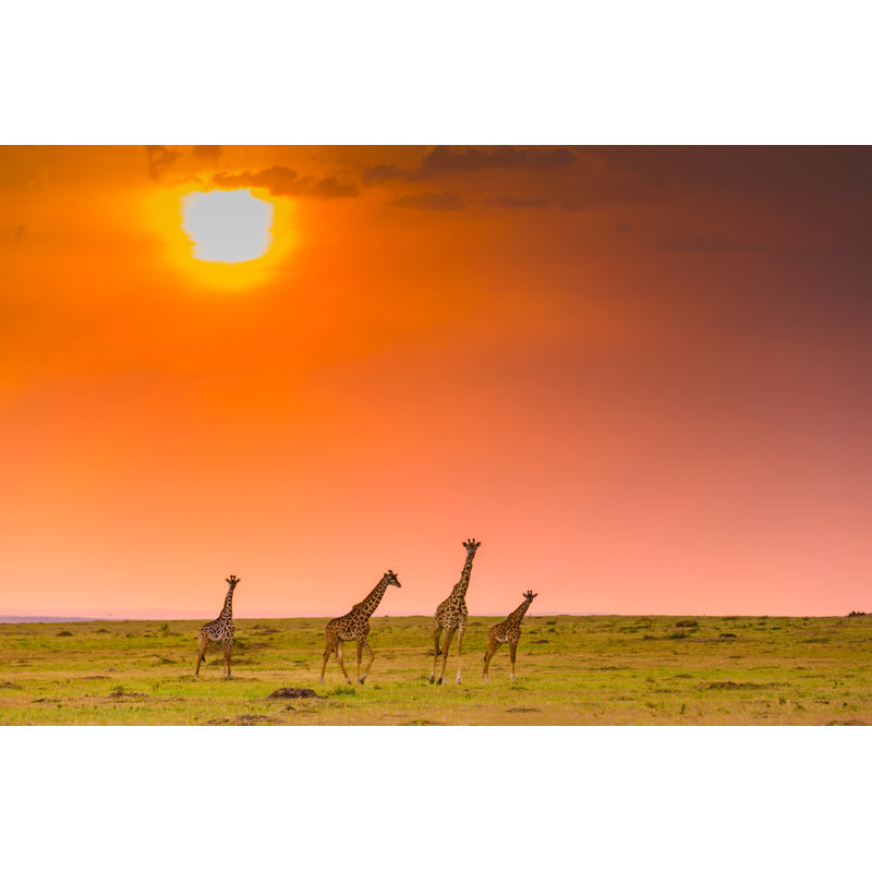 Girafes au coucher du soleil par 1001, H 32 po x l 48 po