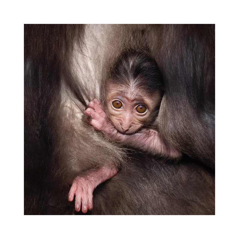 Monkey Baby 1 Piece Wrapped Canvas Wall Art, 30.48 cm H x 30.48 cm W