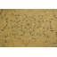 Tapis beige / noir en laine noué à la main 9 pi 1 po x 11 pi 11 po Abagail