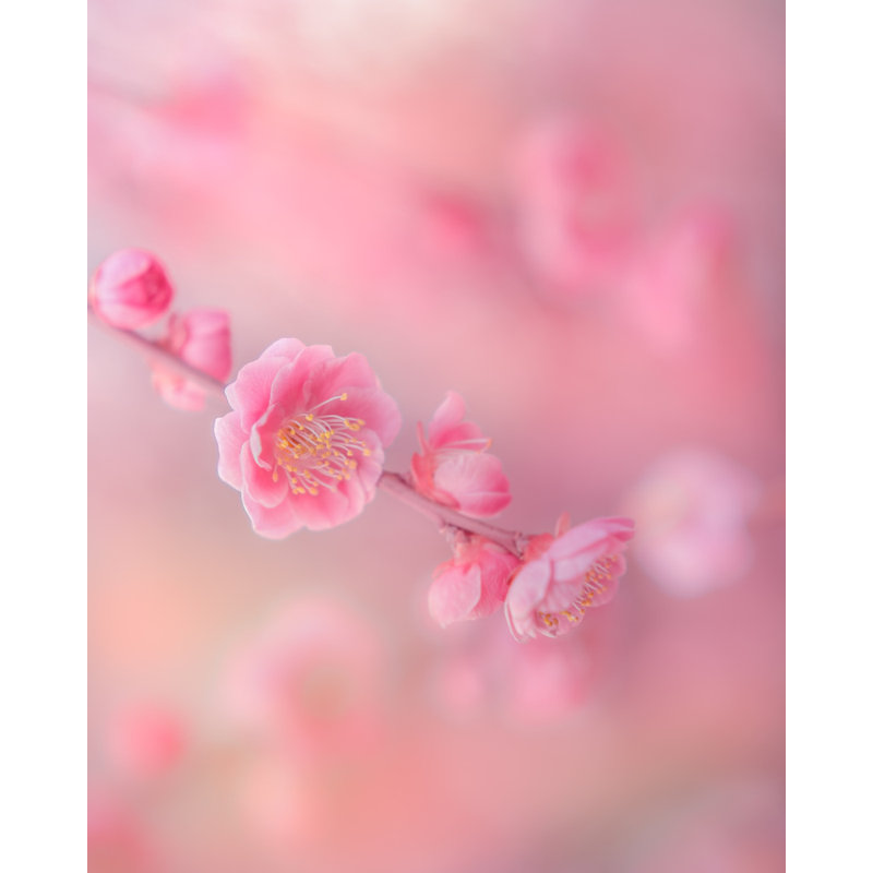 Wrapped Canvas Print, 76.2 cm H x 50.8 cm W