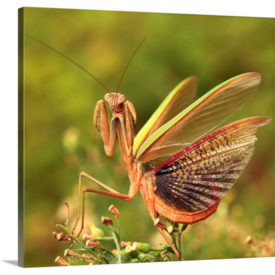 «The Mantis Spread Its Tail» de Straub