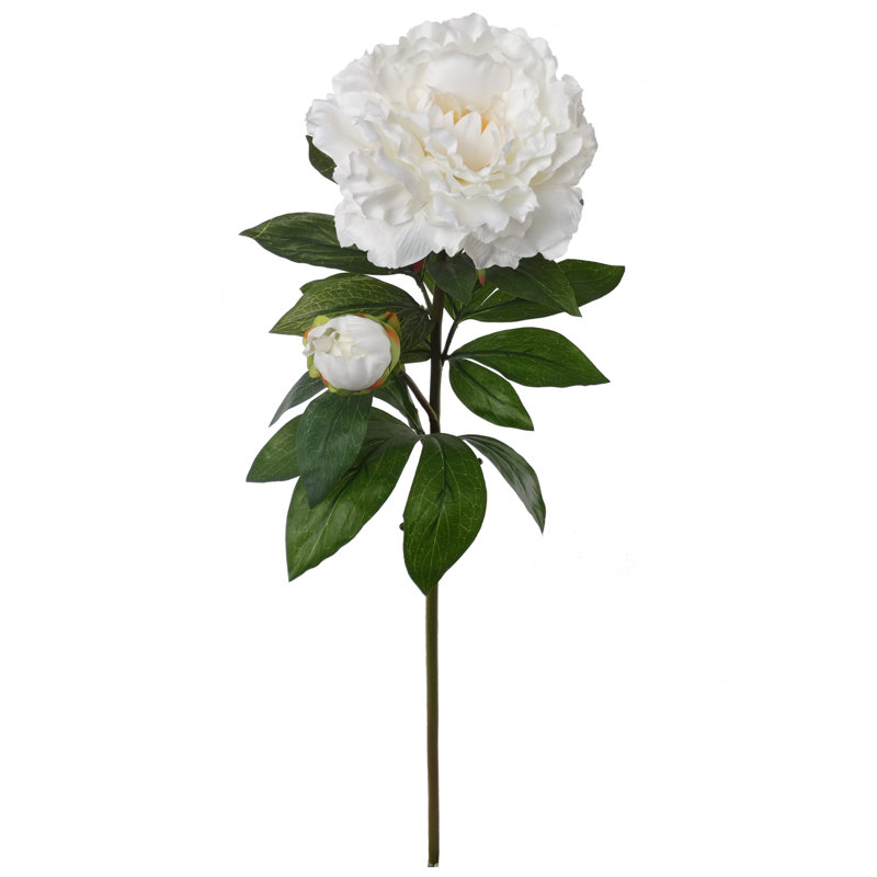 Tige de pivoine, Blanc, 3